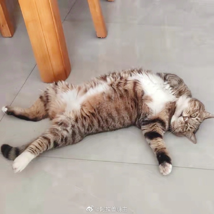 猫图片|宠物猫|猫咪|