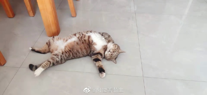 猫图片|宠物猫|猫咪|