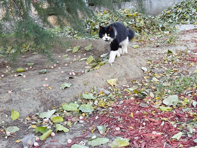 猫图片|宠物猫|猫咪|