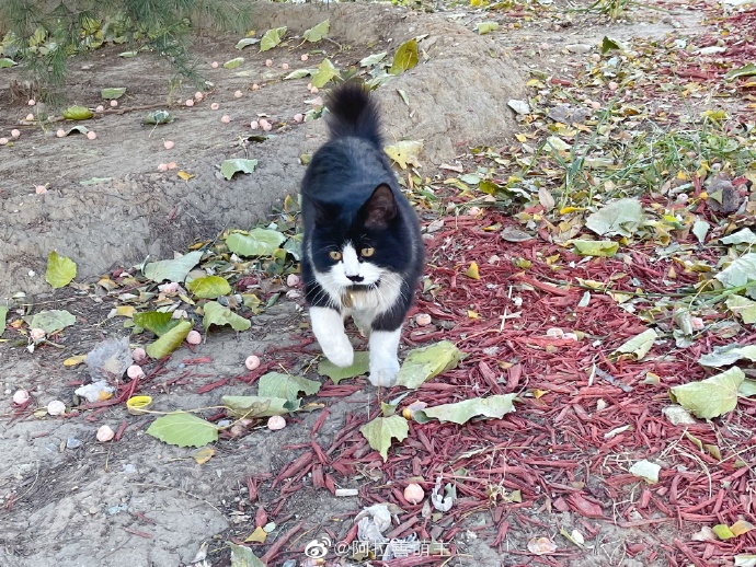 猫图片|宠物猫|猫咪|