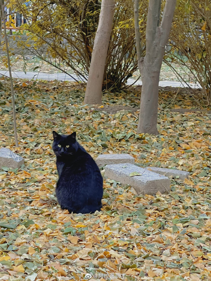 猫图片|宠物猫|猫咪|