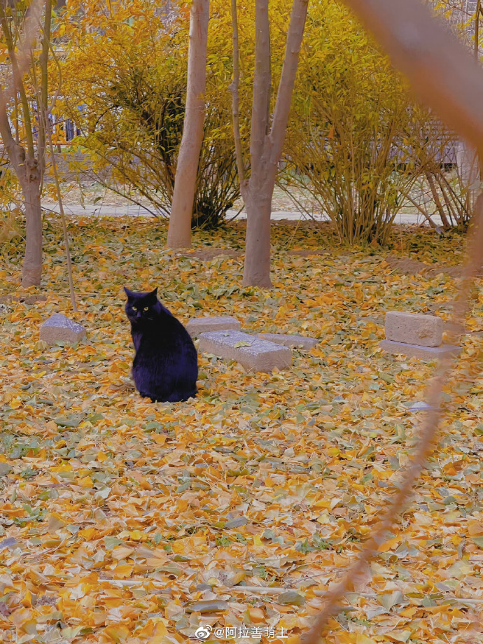 猫图片|宠物猫|猫咪|