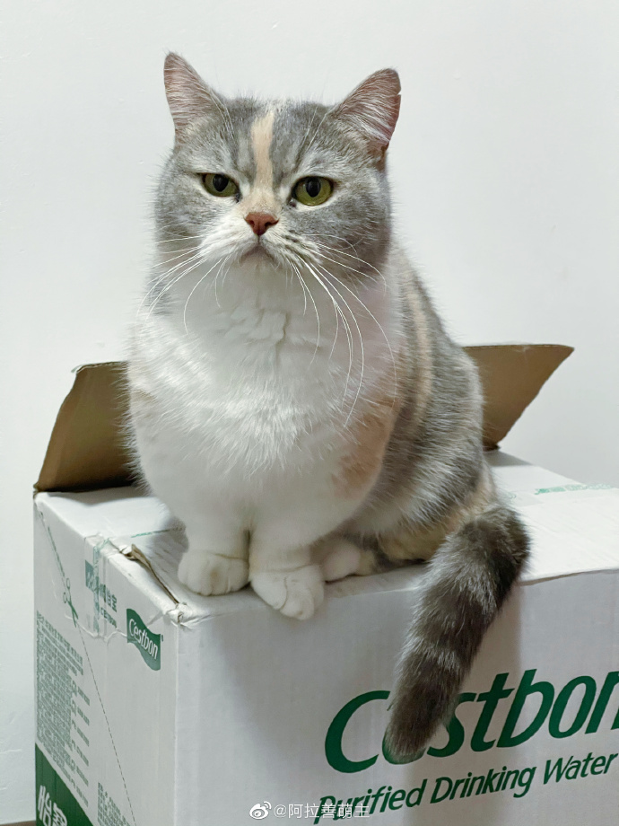 猫图片|宠物猫|猫咪|