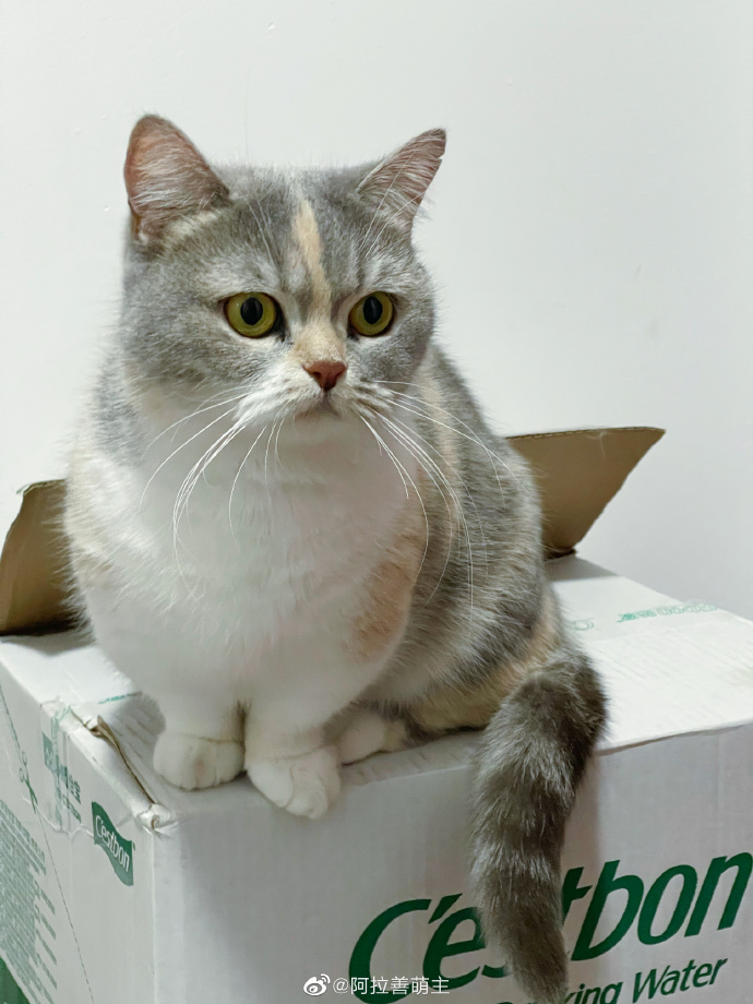 猫图片|宠物猫|猫咪|