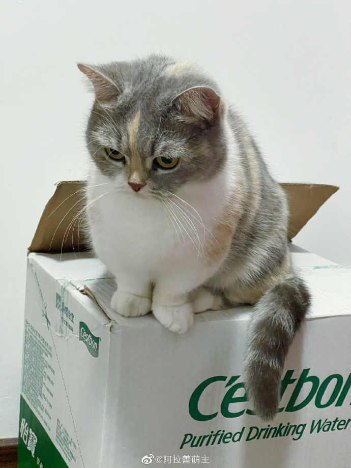 猫图片|宠物猫|猫咪|