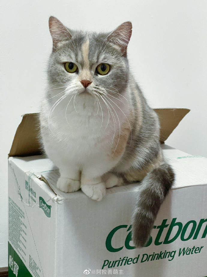 猫图片|宠物猫|猫咪|