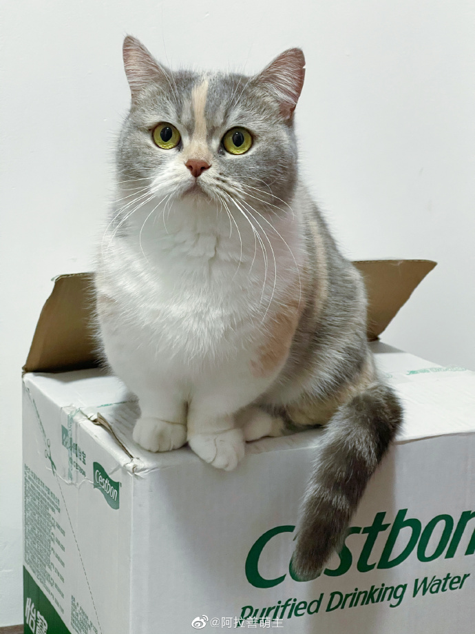 猫图片|宠物猫|猫咪|