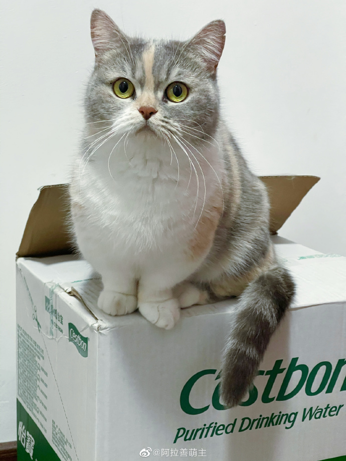 猫图片|宠物猫|猫咪|