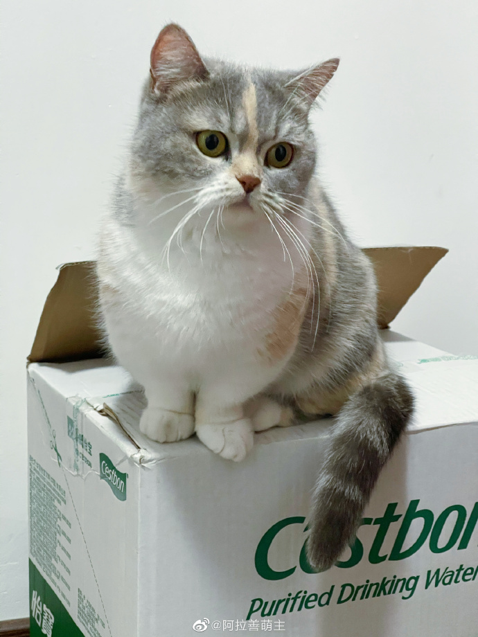 猫图片|宠物猫|猫咪|