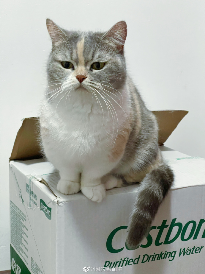 猫图片|宠物猫|猫咪|