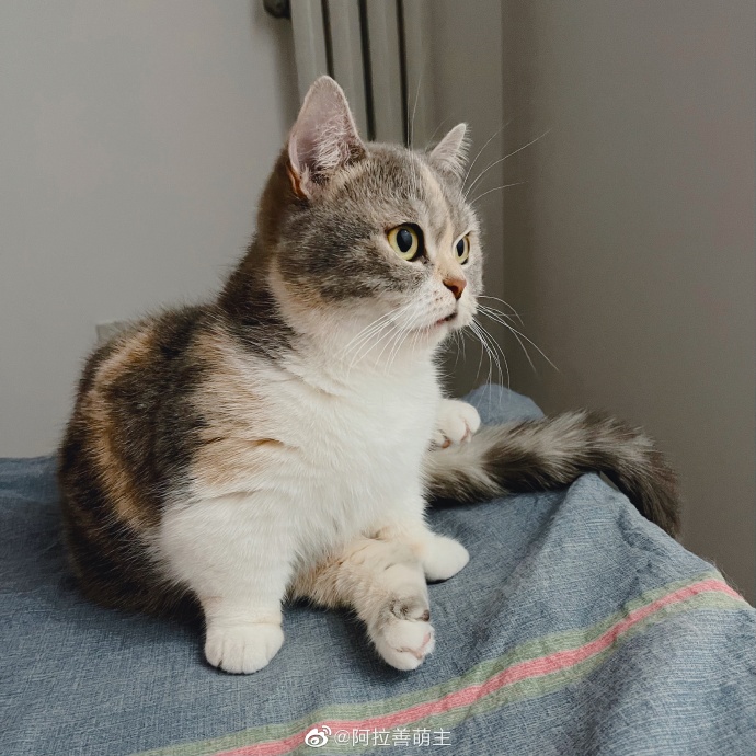 猫图片|宠物猫|猫咪|