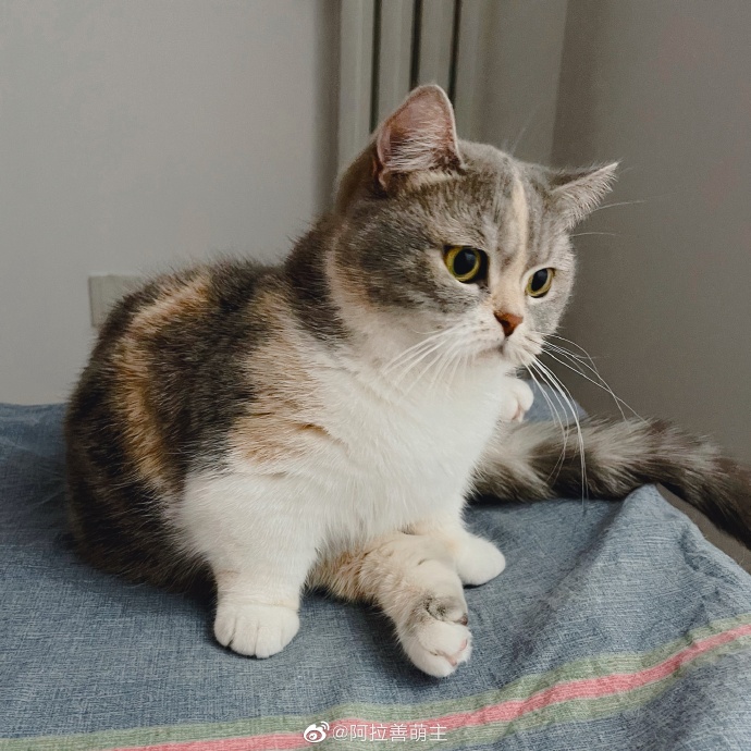 猫图片|宠物猫|猫咪|