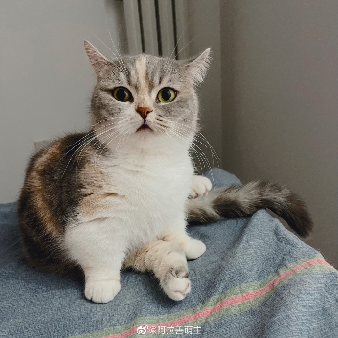 猫图片|宠物猫|猫咪|