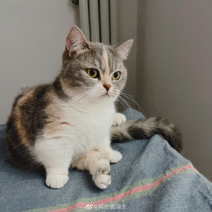 猫图片|宠物猫|猫咪|