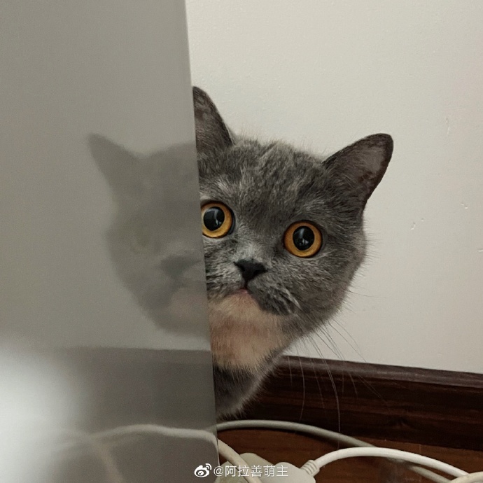 猫图片|宠物猫|猫咪|