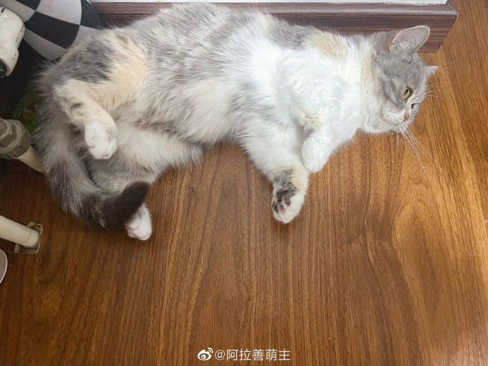 猫图片|宠物猫|猫咪|