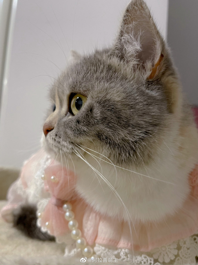 猫图片|宠物猫|猫咪|