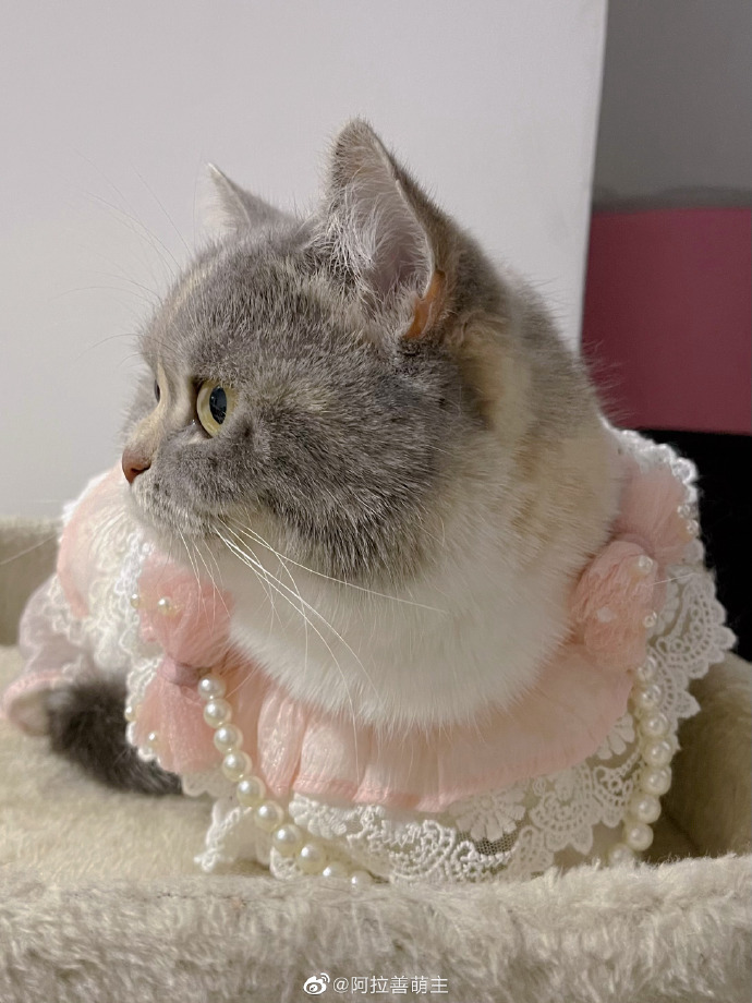 猫图片|宠物猫|猫咪|