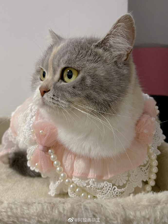 猫图片|宠物猫|猫咪|