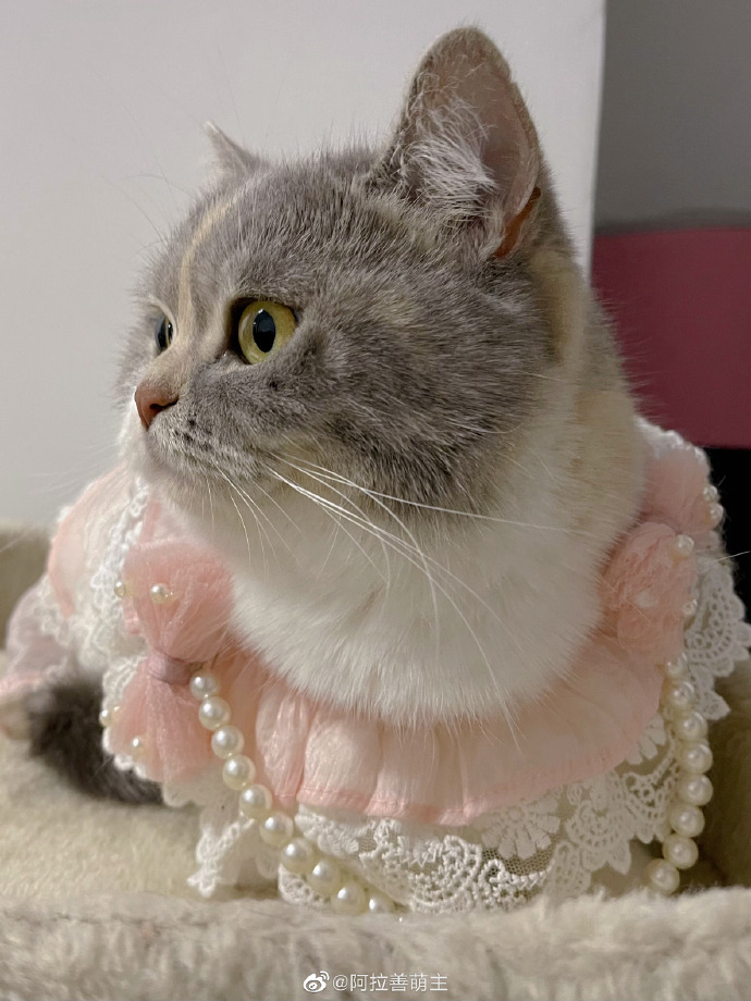 猫图片|宠物猫|猫咪|