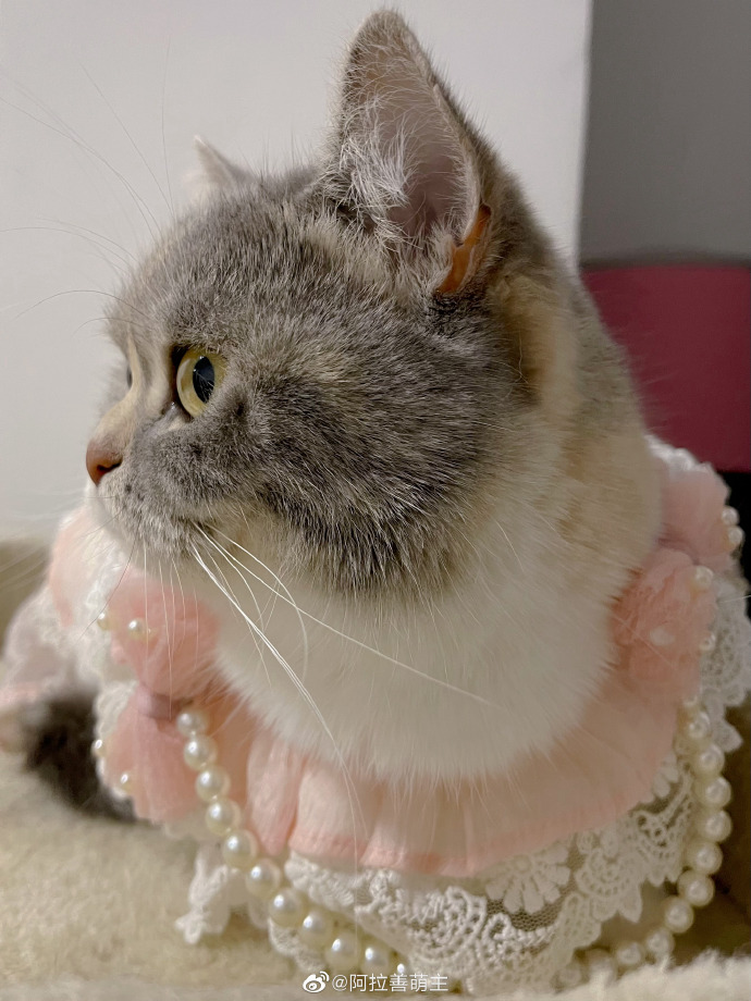 猫图片|宠物猫|猫咪|