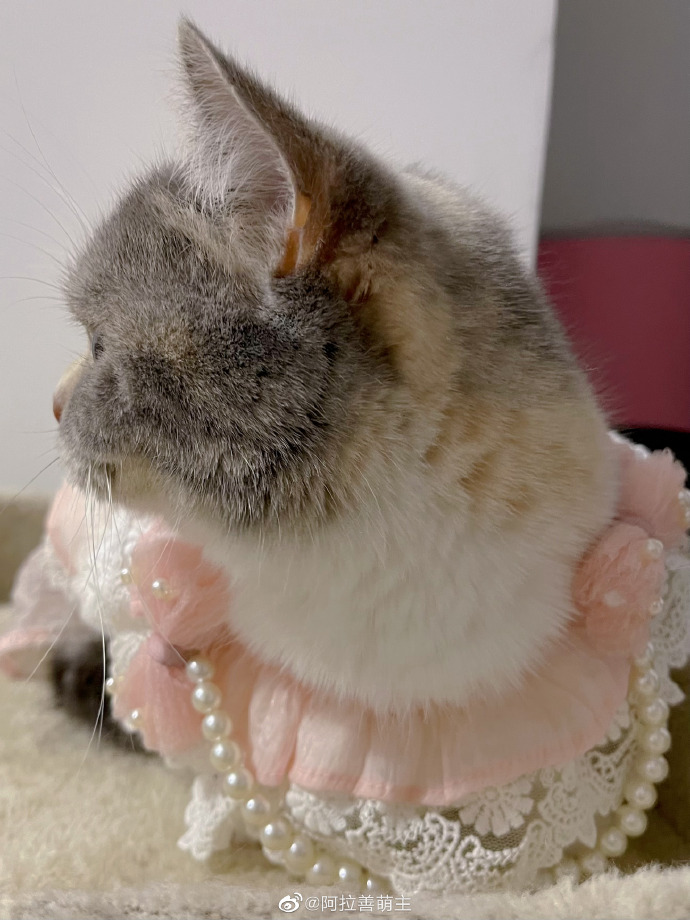 猫图片|宠物猫|猫咪|