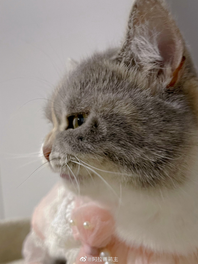 猫图片|宠物猫|猫咪|