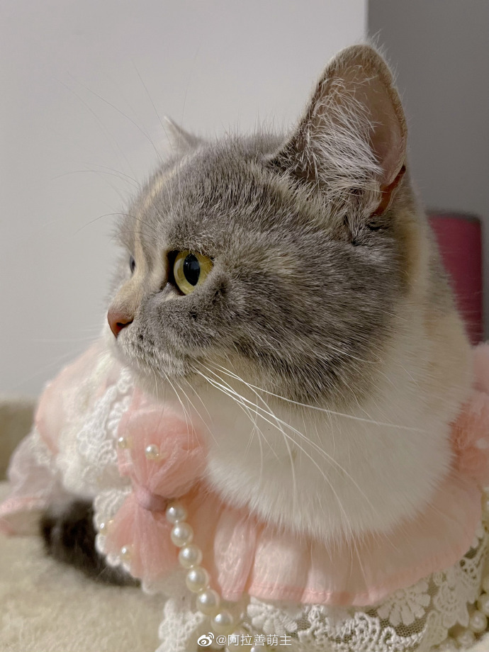 猫图片|宠物猫|猫咪|