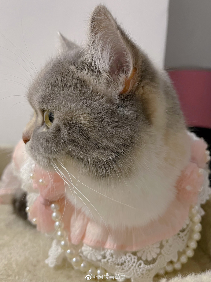 猫图片|宠物猫|猫咪|