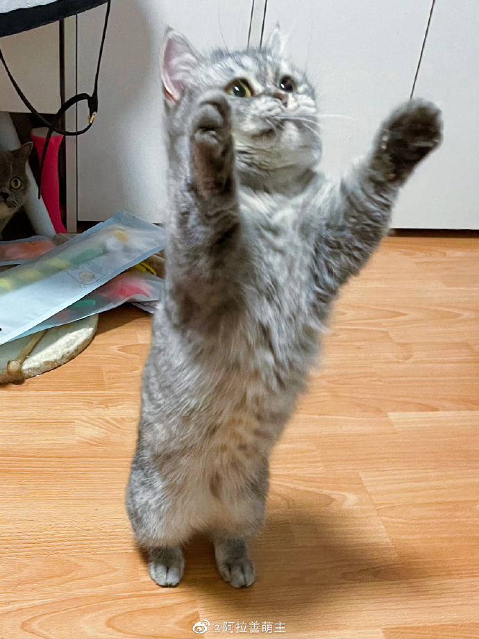 猫图片|宠物猫|猫咪|