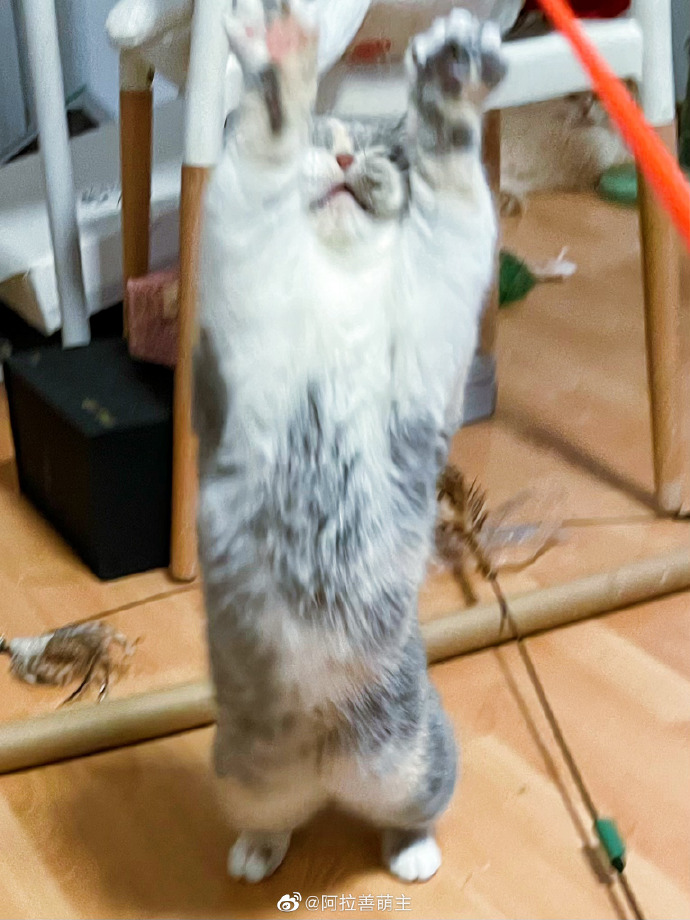 猫图片|宠物猫|猫咪|