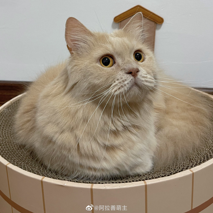 猫图片|宠物猫|猫咪|