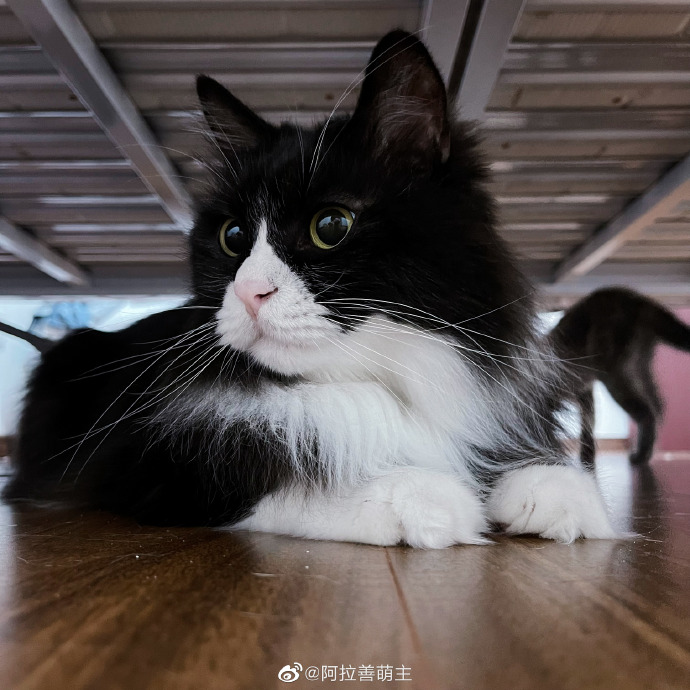 猫图片|宠物猫|猫咪|