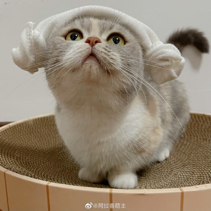 猫图片|宠物猫|猫咪|