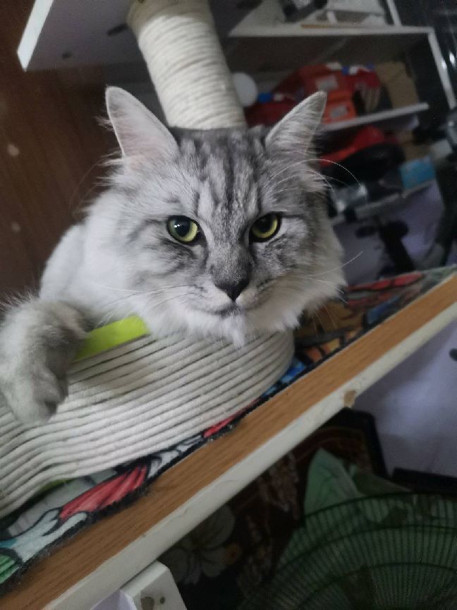 猫图片|宠物猫|猫咪|