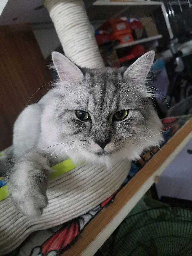 猫图片|宠物猫|猫咪|