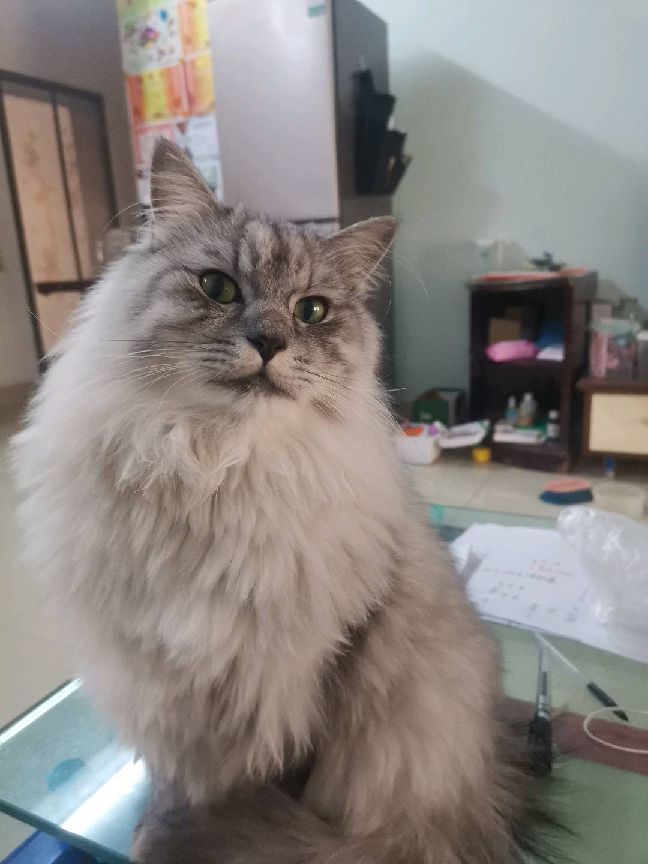 猫图片|宠物猫|猫咪|