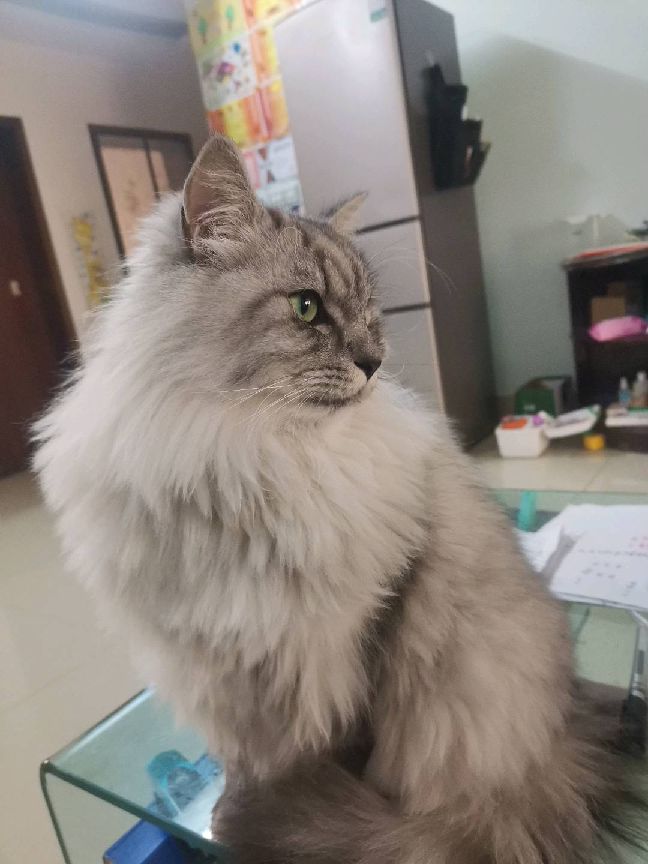 猫图片|宠物猫|猫咪|