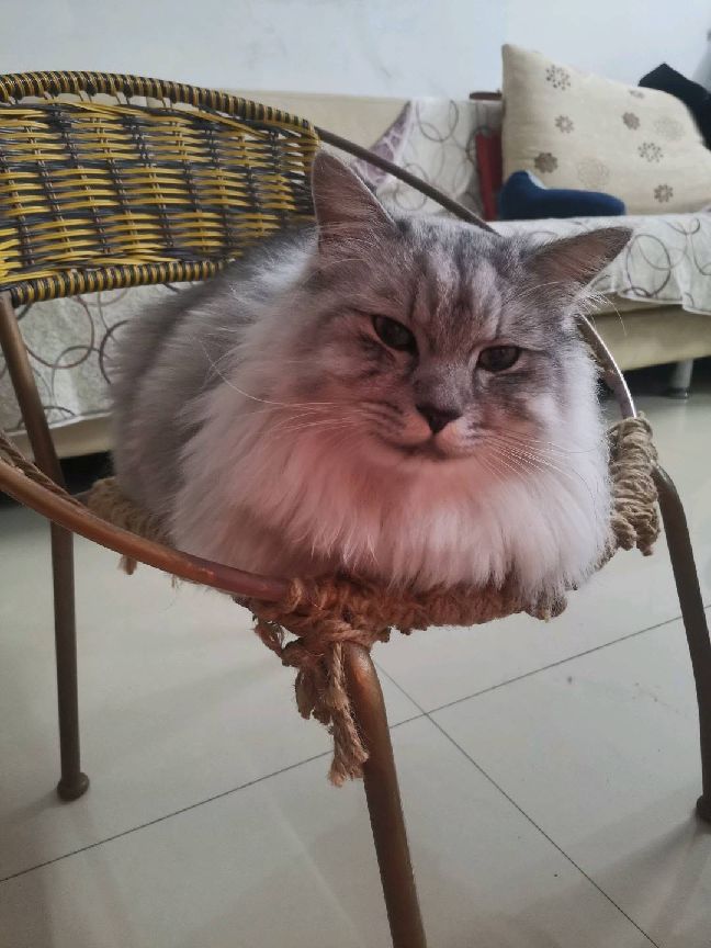 猫图片|宠物猫|猫咪|