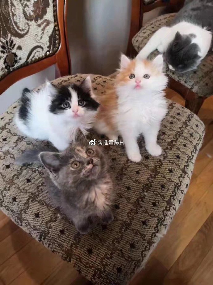 猫图片|宠物猫|猫咪|