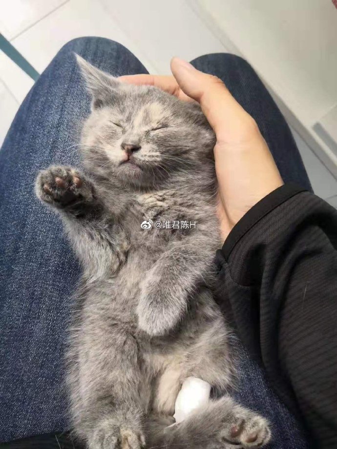 猫图片|宠物猫|猫咪|