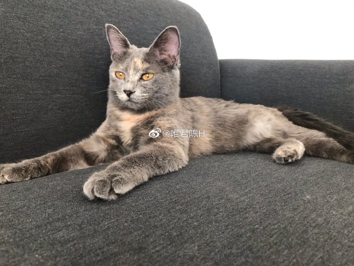 猫图片|宠物猫|猫咪|