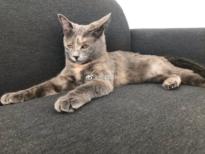 猫图片|宠物猫|猫咪|