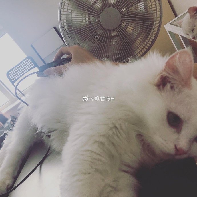 猫图片|宠物猫|猫咪|