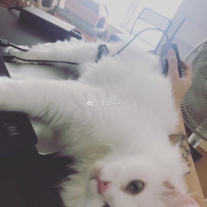 猫图片|宠物猫|猫咪|