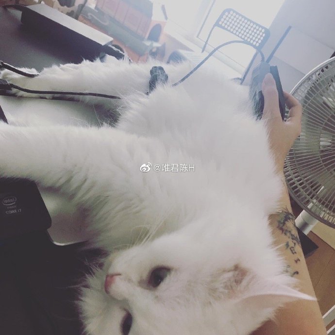 猫图片|宠物猫|猫咪|