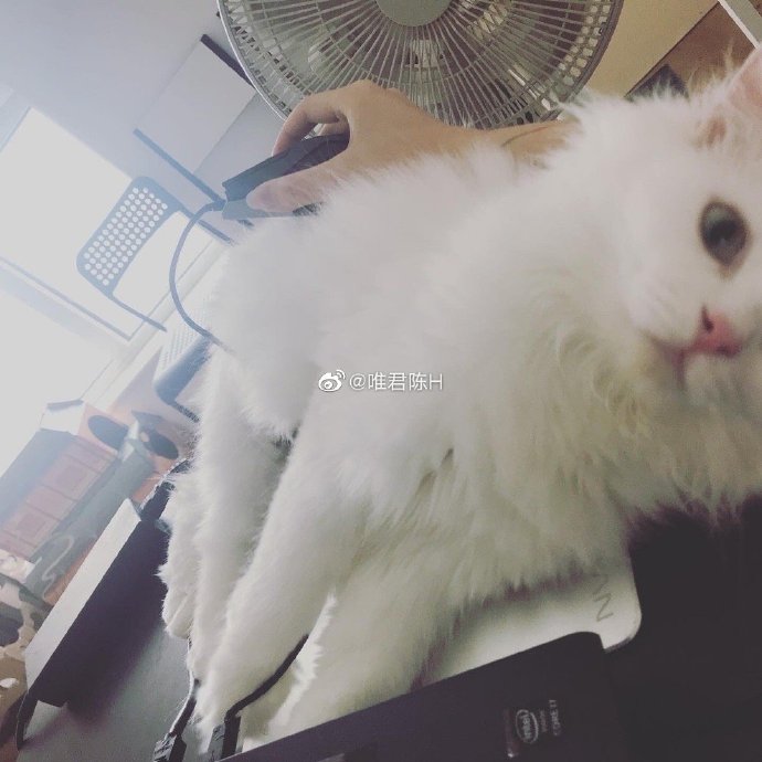 猫图片|宠物猫|猫咪|