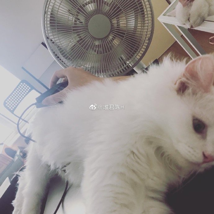 猫图片|宠物猫|猫咪|