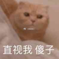 猫图片|宠物猫|猫咪|