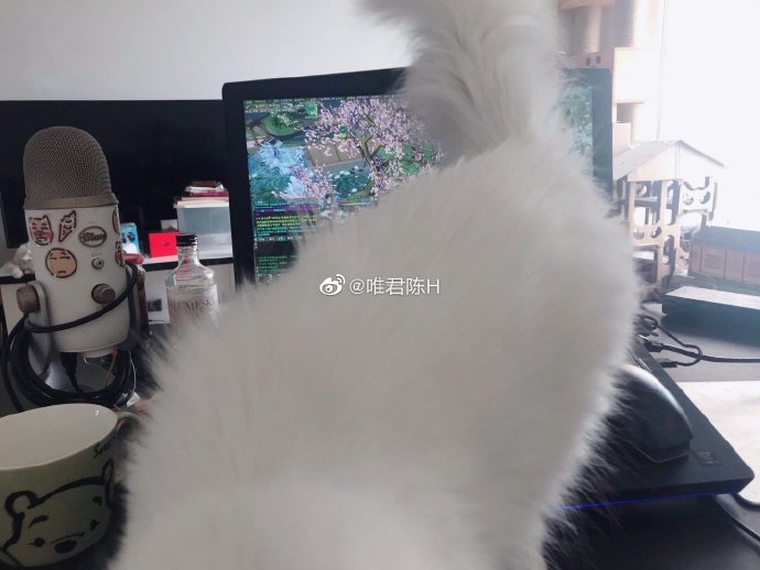 猫图片|宠物猫|猫咪|